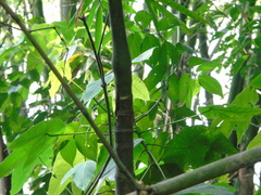 Areca