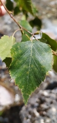 Betula tianschanica