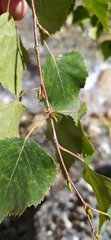 Betula tianschanica
