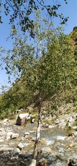 Betula tianschanica
