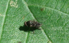 Lindneromyia dorsalis
