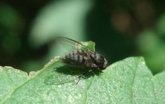 Lindneromyia dorsalis