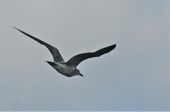 Larus fuscus barabensis