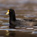 White-winged Coot - Photo (c) Jorge Schlemmer, some rights reserved (CC BY-NC), uploaded by Jorge Schlemmer