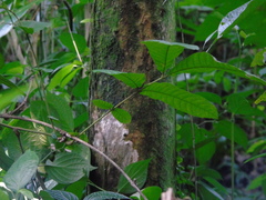 Pometia pinnata