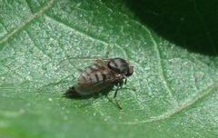 Lindneromyia dorsalis