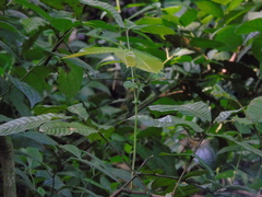 Pometia pinnata