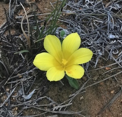 Moraea kamiesensis