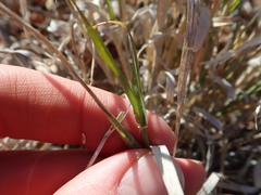 Enteropogon