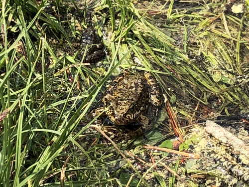 iNaturalist observation photo of Sierra Nevada Yellow-legged Frog