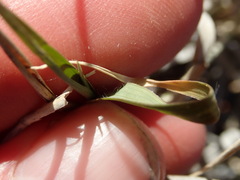 Enteropogon