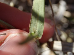 Enteropogon
