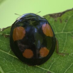 Harmonia axyridis