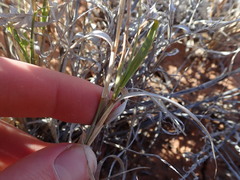 Enteropogon