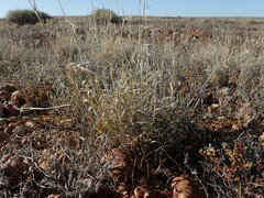 Enteropogon