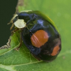 Harmonia axyridis