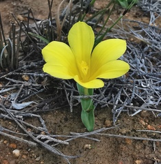 Moraea kamiesensis