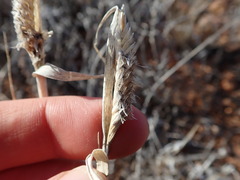 Enteropogon