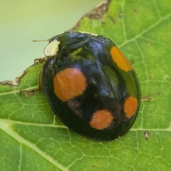 Harmonia axyridis