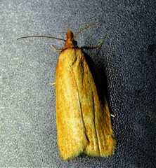 Epichoristodes acerbella