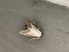 Cydalima perspectalis