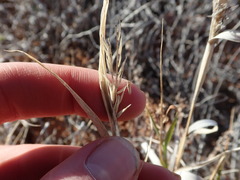 Enteropogon