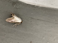 Cydalima perspectalis