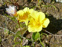 Moraea galaxia