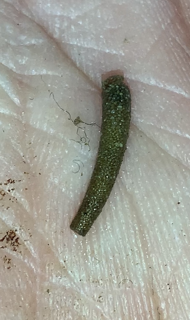 Pycnocentrella eruensis