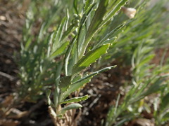Senecio lanibracteus