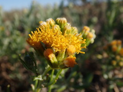 Senecio lanibracteus