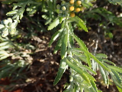 Senecio lanibracteus
