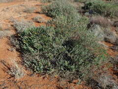 Senecio lanibracteus