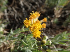 Senecio lanibracteus