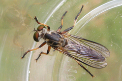 Ommatius tibialis