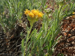 Senecio lanibracteus