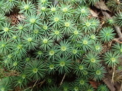 Dawsonia polytrichoides