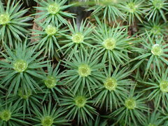 Dawsonia polytrichoides