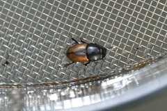 Colobopterus erraticus