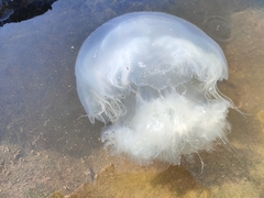 Rhopilema nomadica