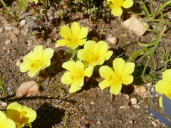Moraea galaxia