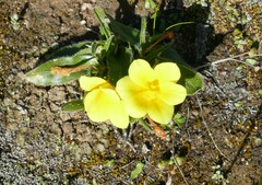 Moraea galaxia