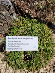 Armeria pubinervis