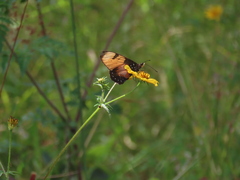 Acraea natalica