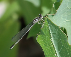 Coenagrion resolutum