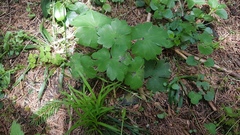 Hepatica transsilvanica