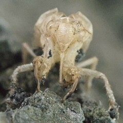 Cicada orni