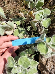 Marrubium supinum