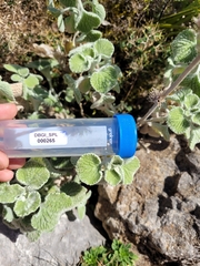 Marrubium supinum