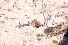 Levenhookia leptantha